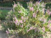 Elsholtzia stauntonii