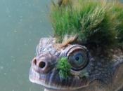 tortue Mary River (Elusor macrurus)