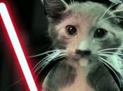 Star Wars: chattons contre-attaquent