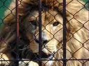 Comme lion cage