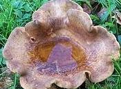 Cueillette, glanage arrachage pillage