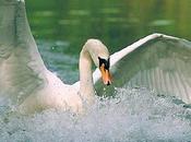 chant cygne