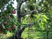Cueillette pommes