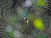 épeire diadème tisse toile orbiculaire