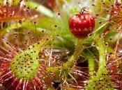 Drosera nitidula var. leucostigma disponible