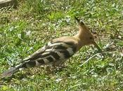 magnifique oiseau rare, surtout nord Loire