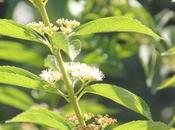 Callicarpa dichotoma
