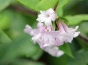 Lonicera syringantha