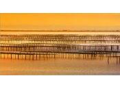 Journée soirée Huitres, Picpoul ....