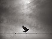 lauréats Zooms 2011