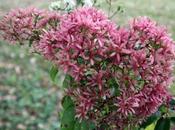 Heptacodium, calices, fruits