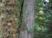 Pinus rigida, velu comme singe