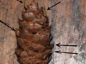 Pseudotsuga menziesii