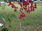 Euonymus