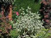 coin jardin octobre...