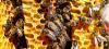 Biodiversité gestes simples pour protéger abeilles