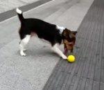 chien joue seul attraper balle