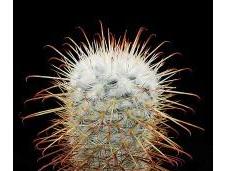 saviez-vous anecdotes autour cactus