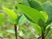 Pérou devient plus grand producteur cocaïne dans monde