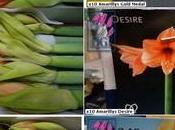 saison Amaryllis recommence