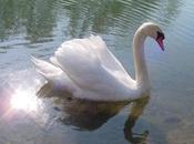 nouveau Petites Fables