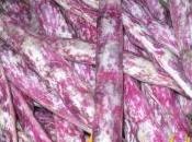 ragoût haricots roses écosser (loubia tafsiss)