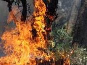 Incendie Réunion polémique moyens engagés l'État