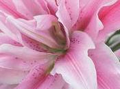 nouvelles variétés Lilium