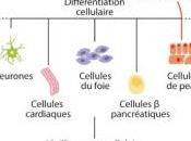 Médecine RÉGÉNÉRATIVE: cellules centenaires rajeunies, explications chercheurs Inserm Genes Development