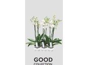 Choix d'une Orchidée Phalaenopsis