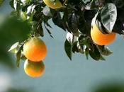 Orange bergamote