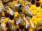 Mortalité abeilles Parlement européen alerte l'opinion