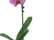offert Orchidée Phalaenopsis