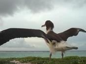 mort l'albatros