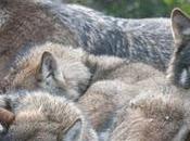 loups domestiqués dans Sud-Est Asiatique