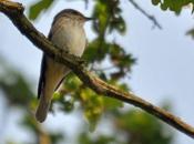 Migrateur transsaharien nécessité alimentaire...
