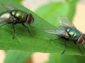 Méticuleuse observation entomologique