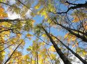 Alexandre Deschaumes Quête d’Inspiration