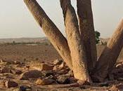 mystérieuses pierres levées d'Al Rajajil
