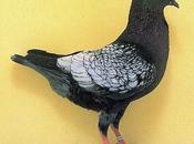 moyens procurer pigeons qualité réussir colombiculture