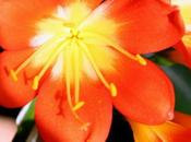 clivia prolifique proligère