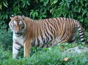 Thaïlande: tigres liberté (vidéo)