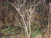 sureaux écorce blanche