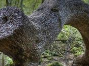 L’étrange coutume arbres monnaie