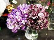 Lathyrus pois senteur