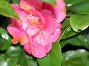 Camellia 'Gloire Nantes'