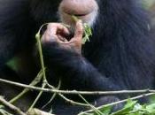 LANGAGE: Même chimpanzés communiquent tort travers Current Biology