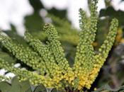 mahonia pour abeilles