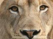 Liberté point "lion" ivoirien