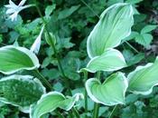 bégonia pour jardin